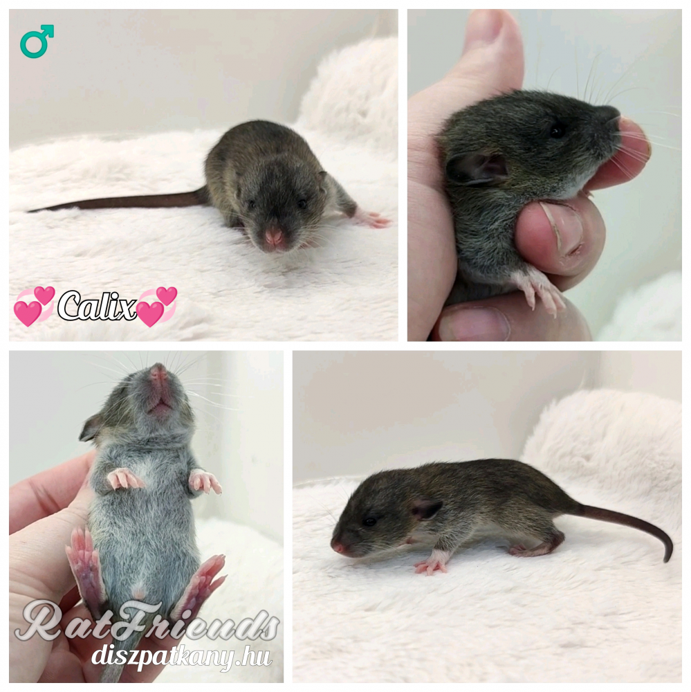 Fancy rat Owned by other Rattus norvegicus 