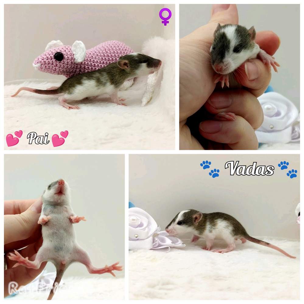 Fancy rat Breeder Rattus norvegicus 