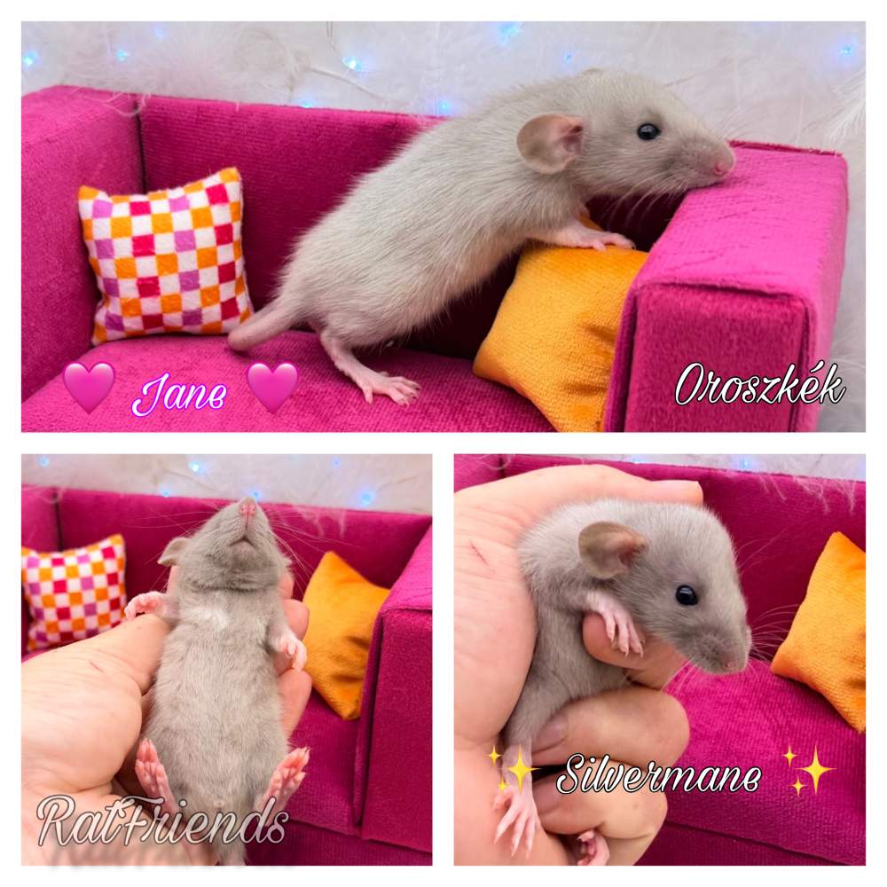 Fancy rat Available for rehoming Rattus norvegicus 
