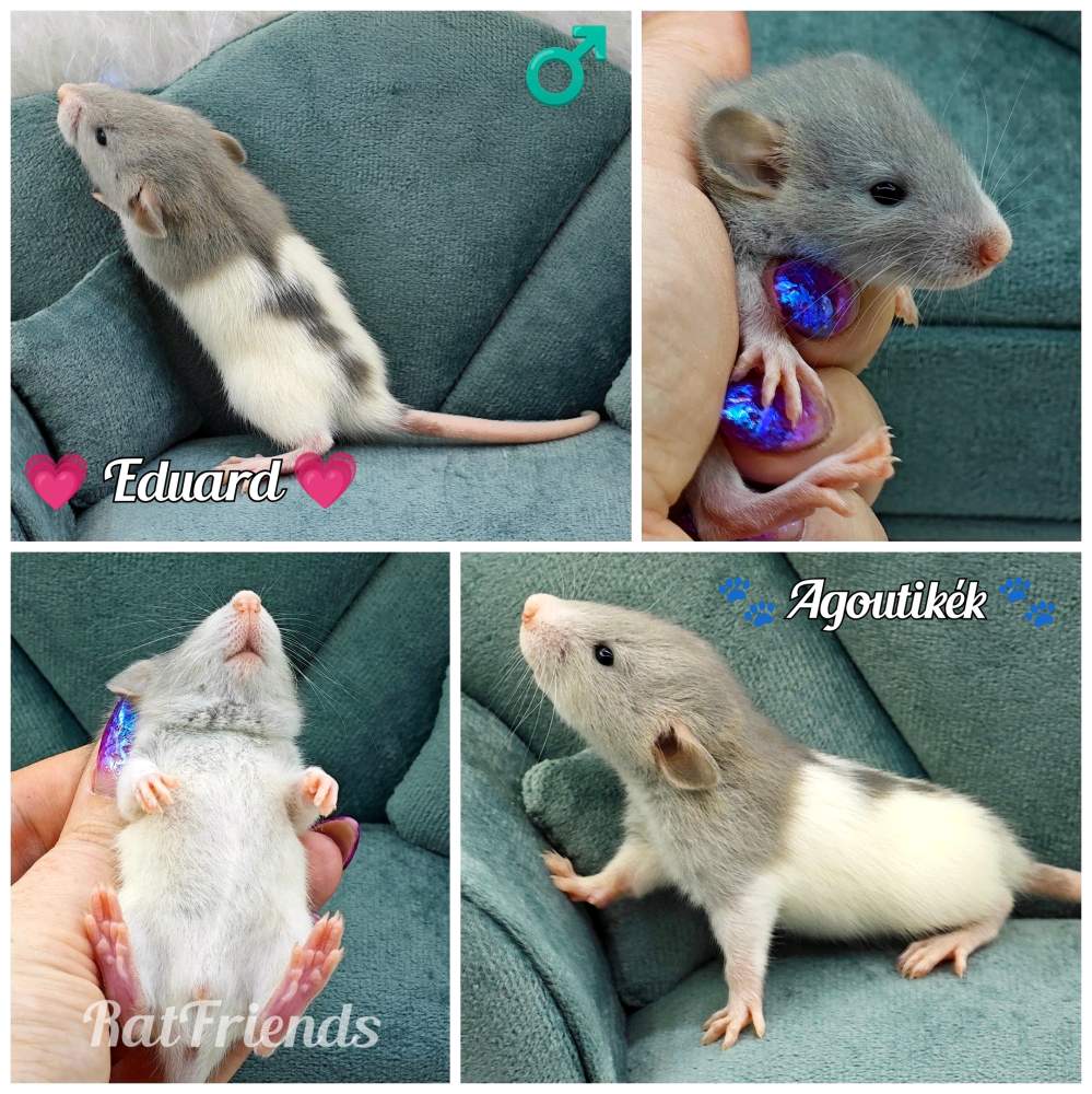 Fancy rat Rehomed Rattus norvegicus 