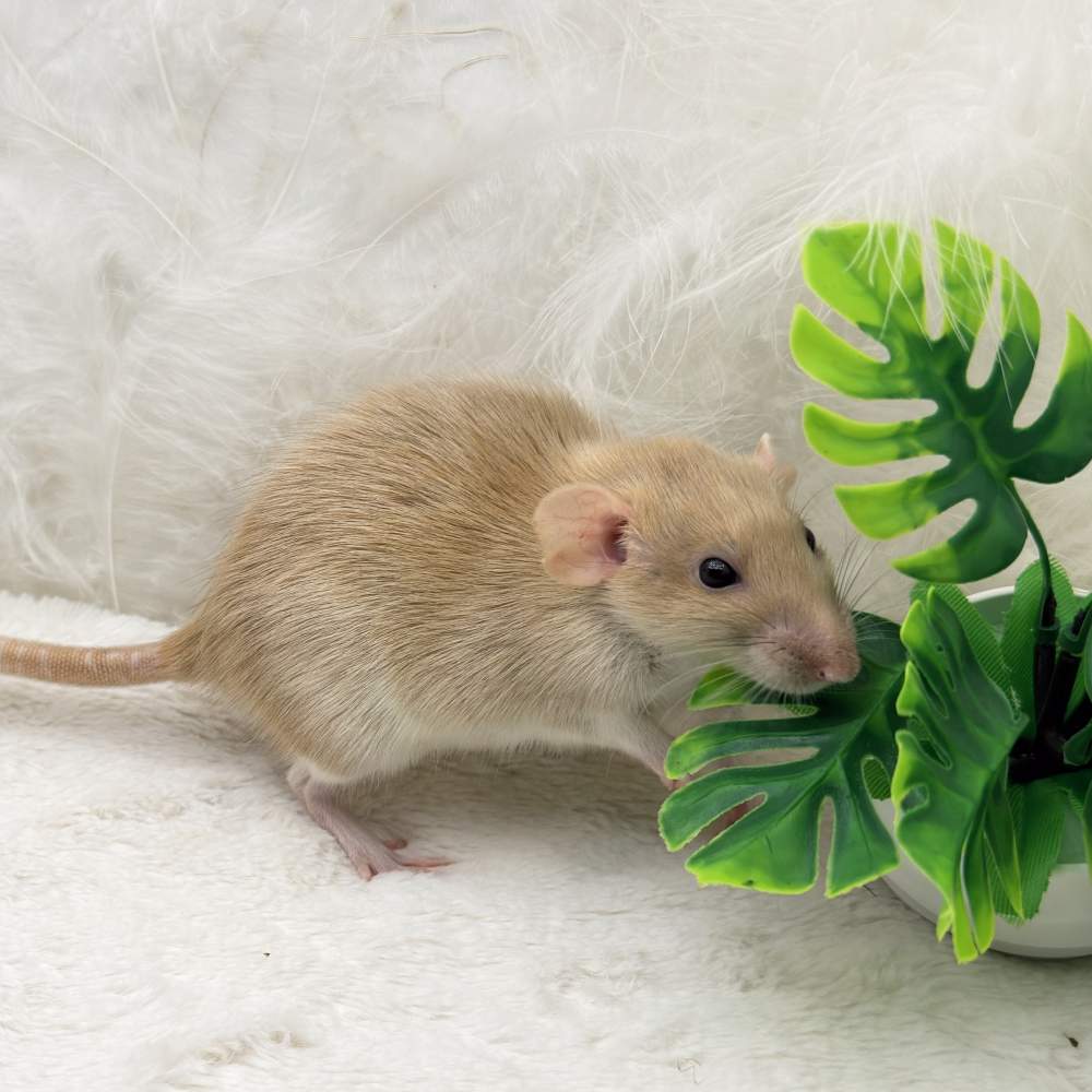 Fancy rat Breeder Rattus norvegicus 