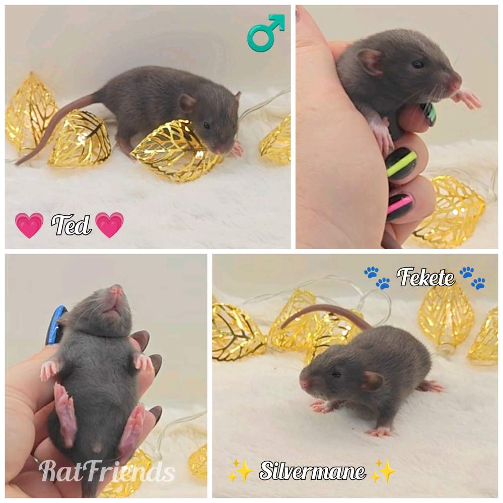 Fancy rat Available for rehoming Rattus norvegicus 