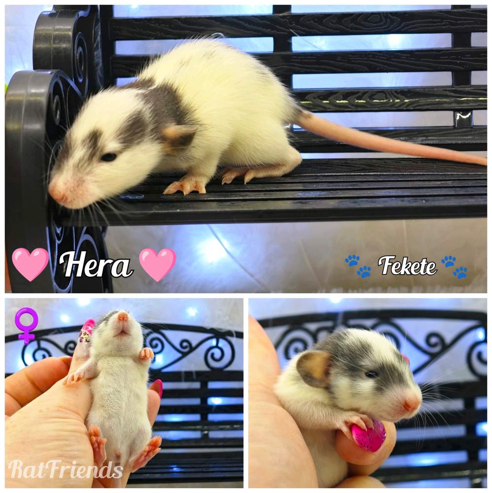 Fancy rat Available for rehoming Rattus norvegicus 