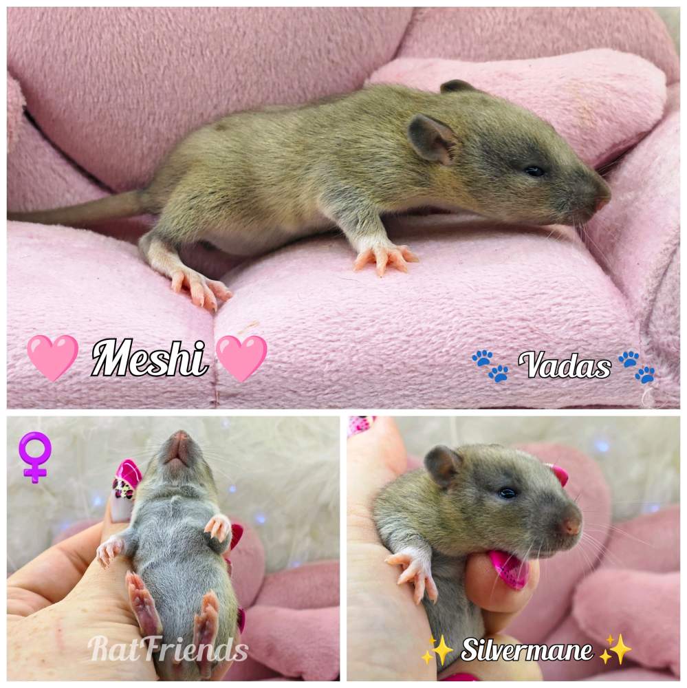 Fancy rat Available for rehoming Rattus norvegicus 