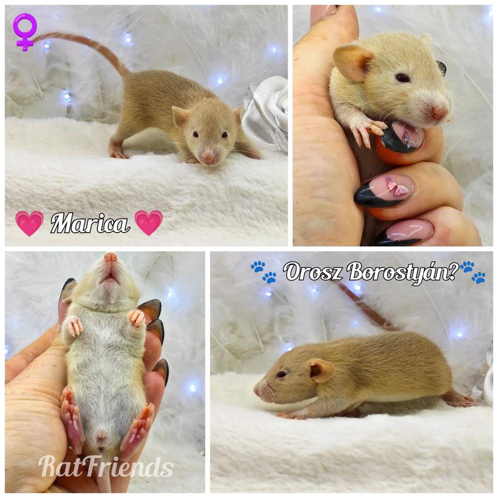 Fancy rat Owned by other Rattus norvegicus 