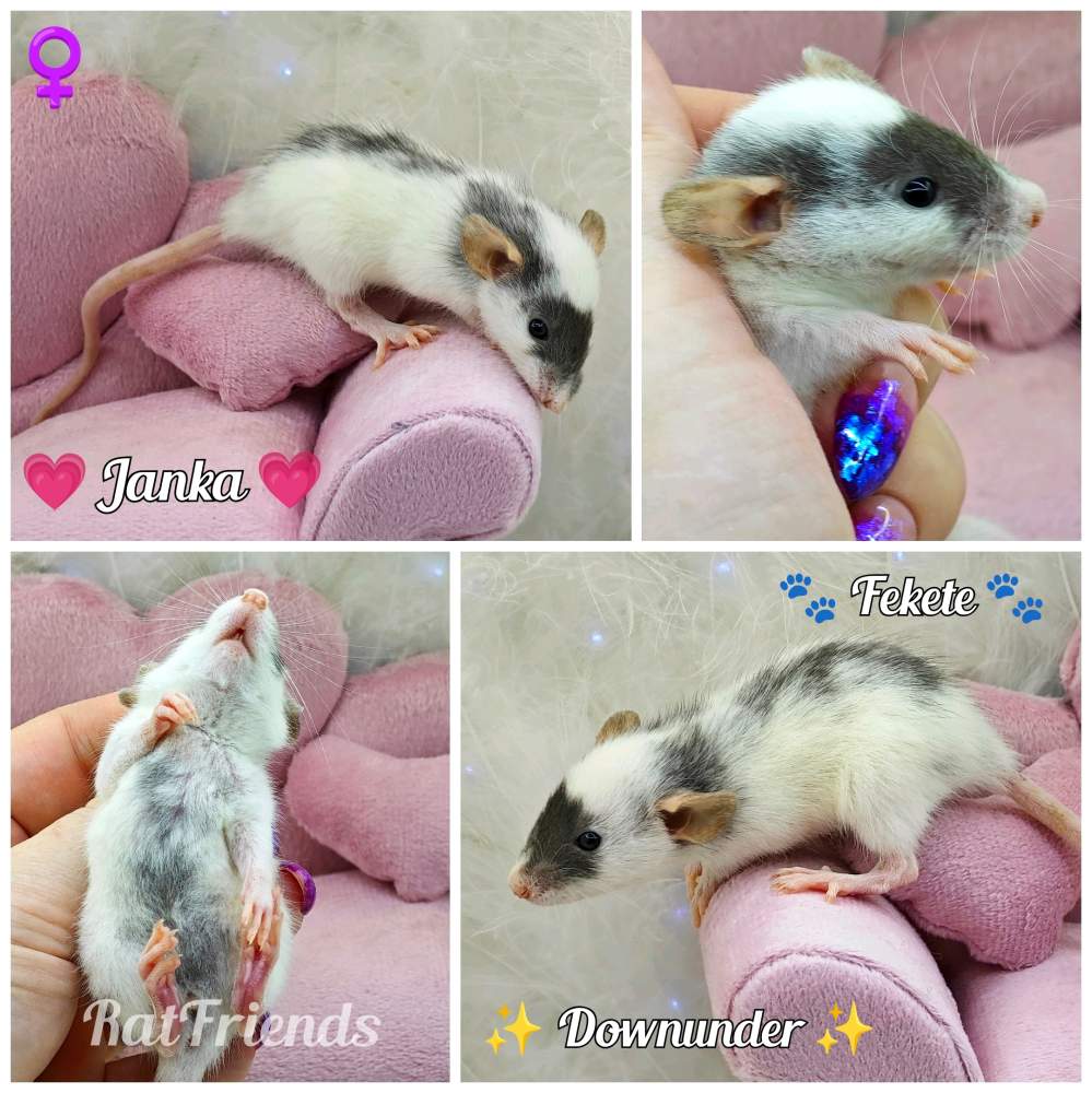 Fancy rat Breeder Rattus norvegicus 