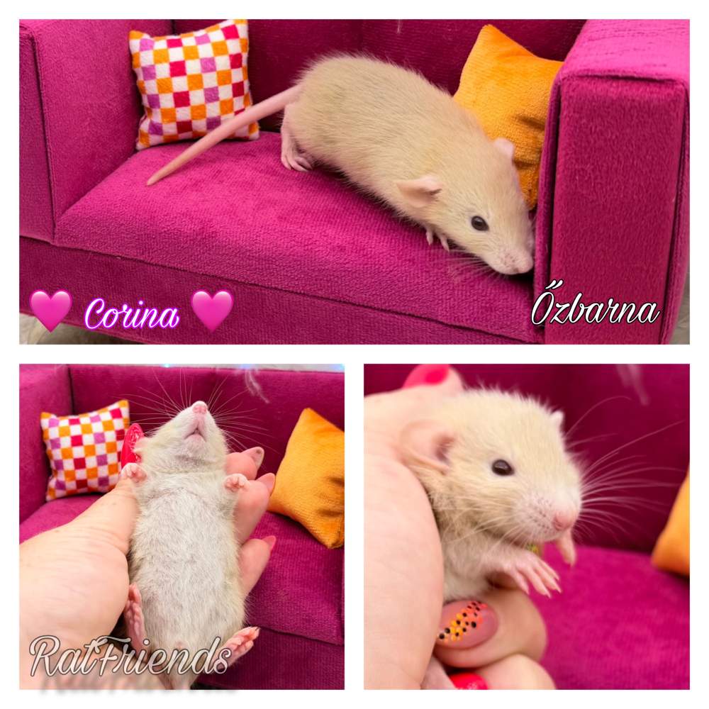 Fancy rat Breeder Rattus norvegicus 