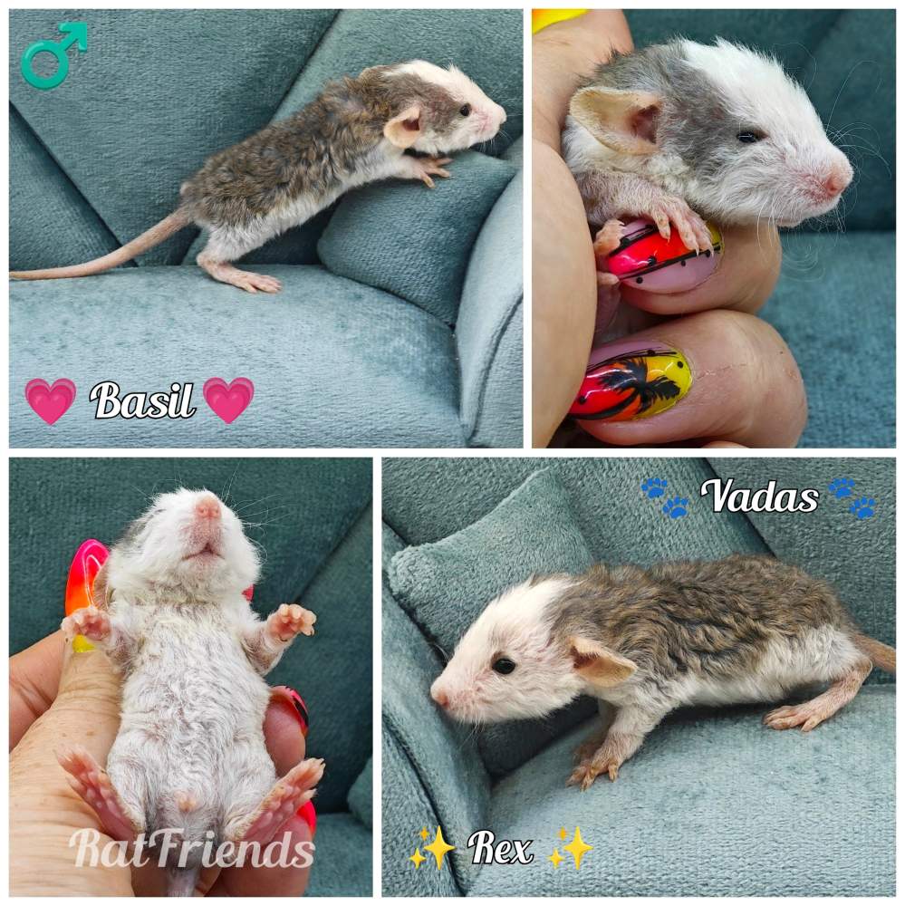 Fancy rat Available for rehoming Rattus norvegicus 