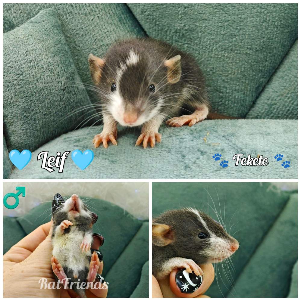 Fancy rat Available for rehoming Rattus norvegicus 