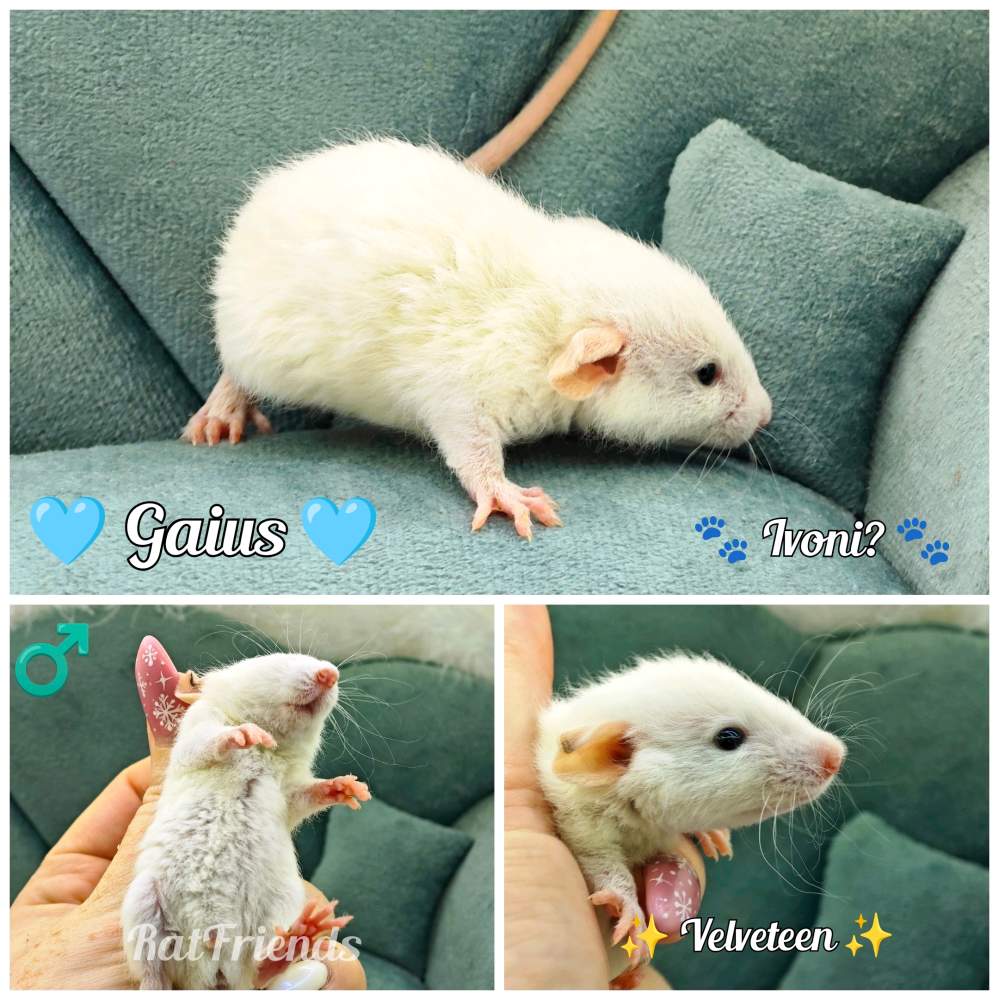 Fancy rat Available for rehoming Rattus norvegicus 