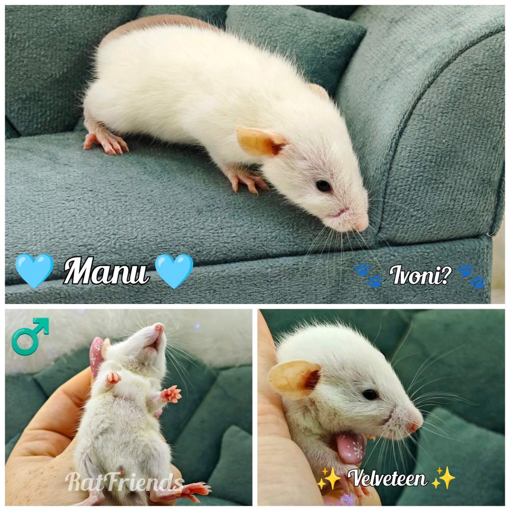 Fancy rat Available for rehoming Rattus norvegicus 