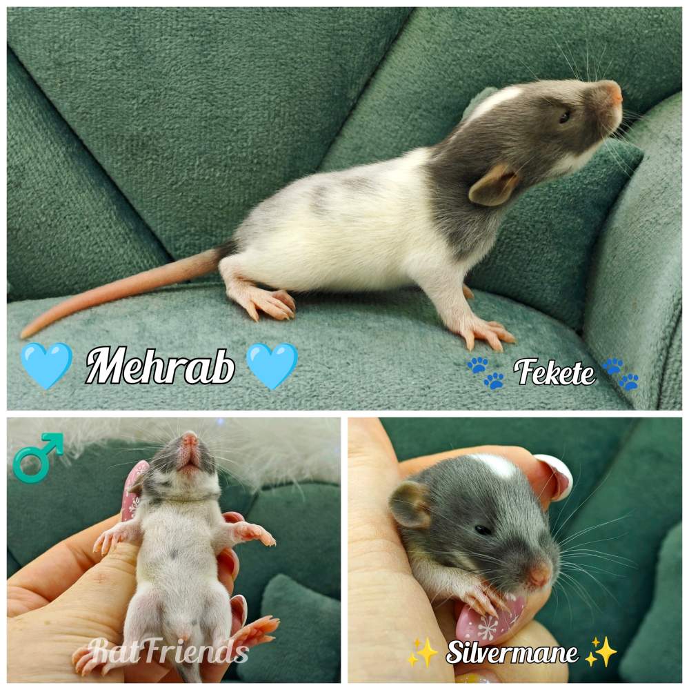 Fancy rat Available for rehoming Rattus norvegicus 