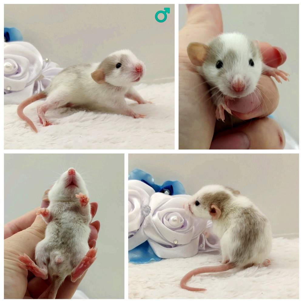 Fancy rat Owned by other Rattus norvegicus 