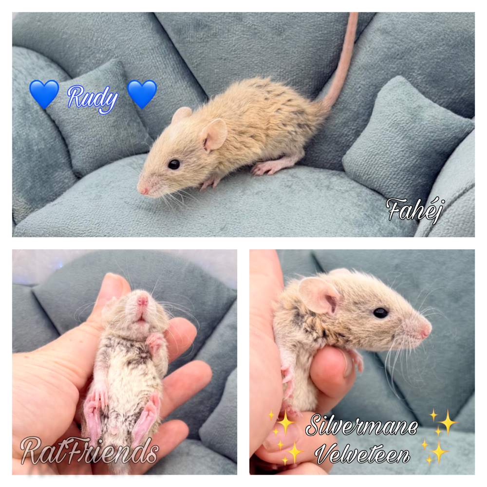 Fancy rat Breeder Rattus norvegicus 