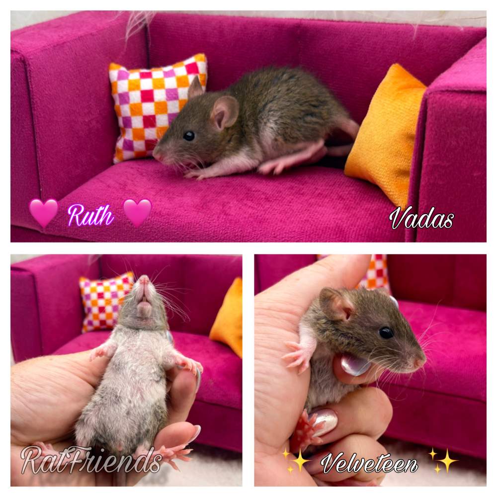 Fancy rat Available for rehoming Rattus norvegicus 