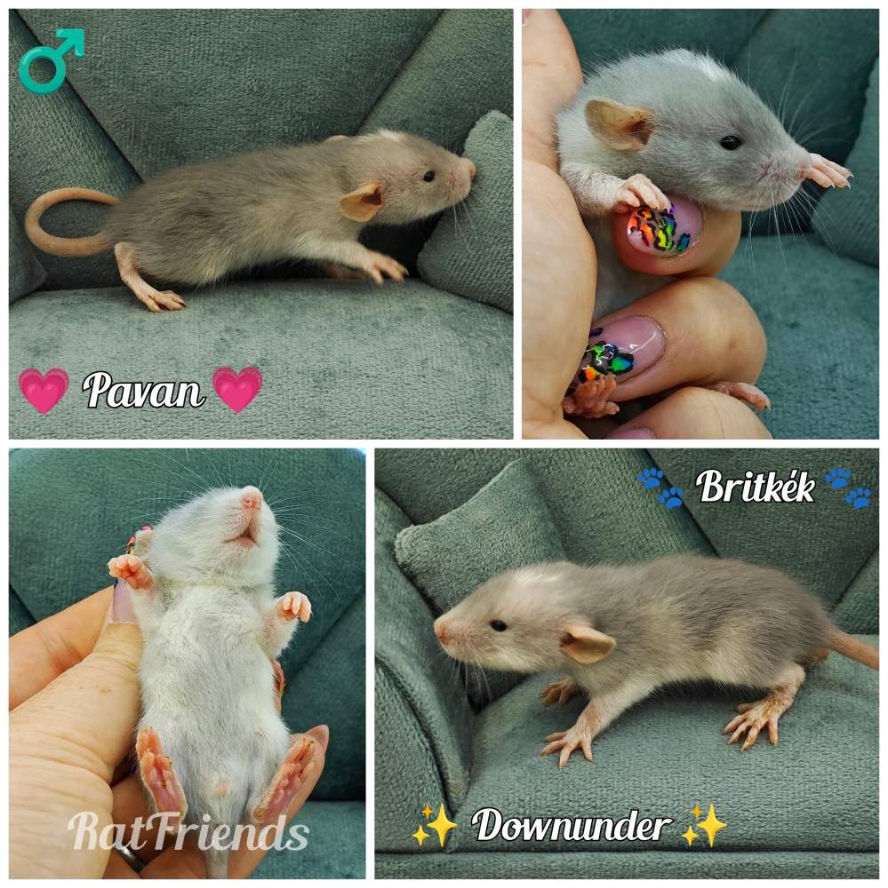 Fancy rat Rehomed Rattus norvegicus 