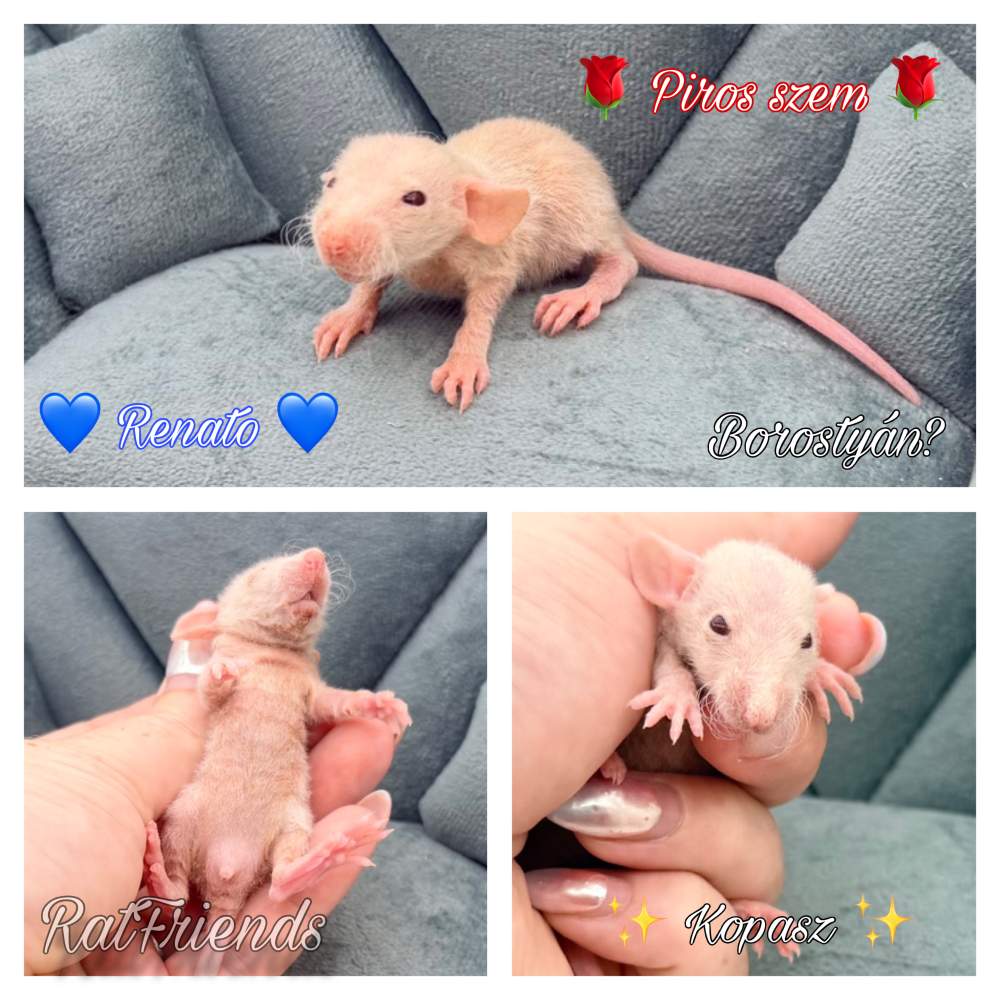 Fancy rat Available for rehoming Rattus norvegicus 