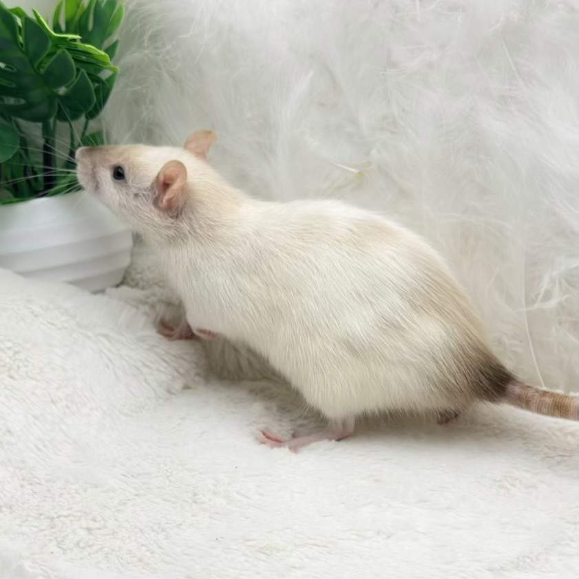 Fancy rat Breeder Rattus norvegicus 
