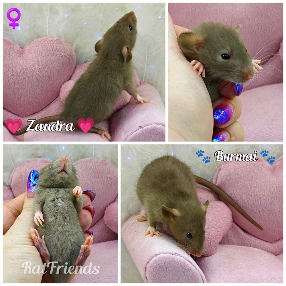 Fancy rat Owned by other Rattus norvegicus 