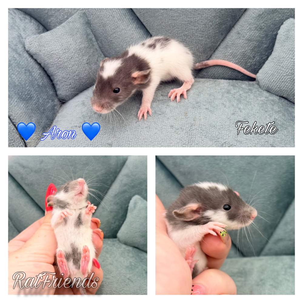 Fancy rat Available for rehoming Rattus norvegicus 