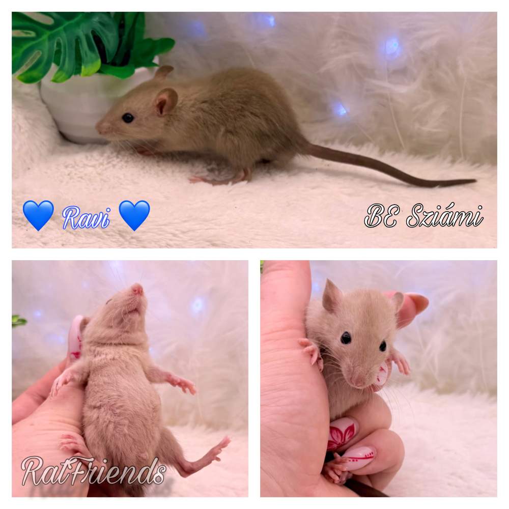Fancy rat Available for rehoming Rattus norvegicus 