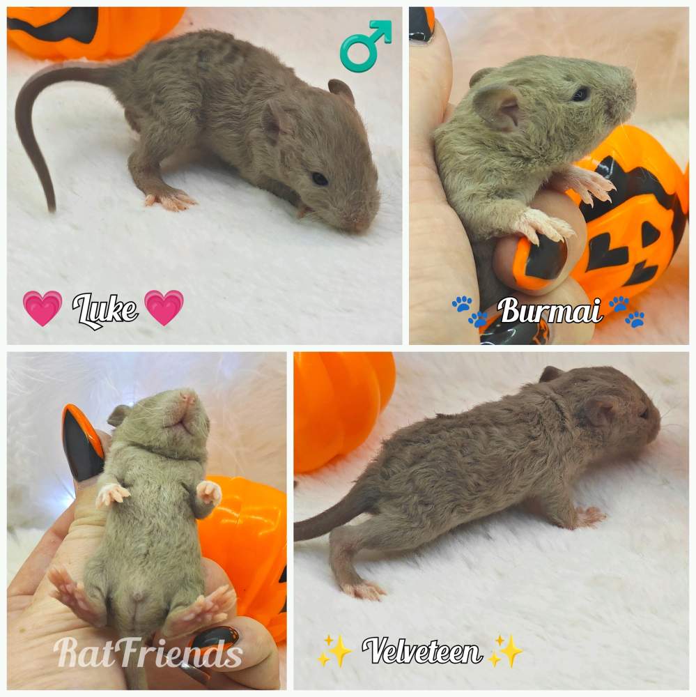 Fancy rat Owned by other Rattus norvegicus 