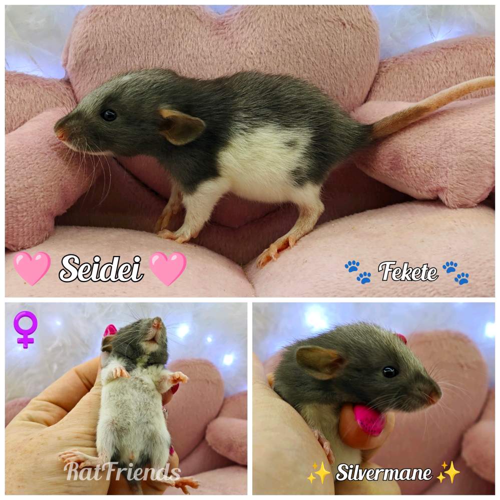 Fancy rat Breeder Rattus norvegicus 