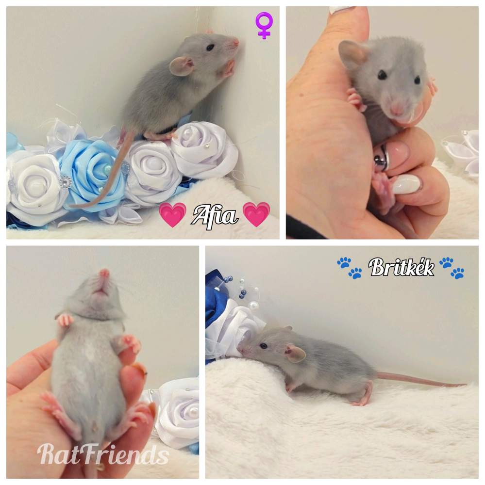 Fancy rat Owned by other Rattus norvegicus 