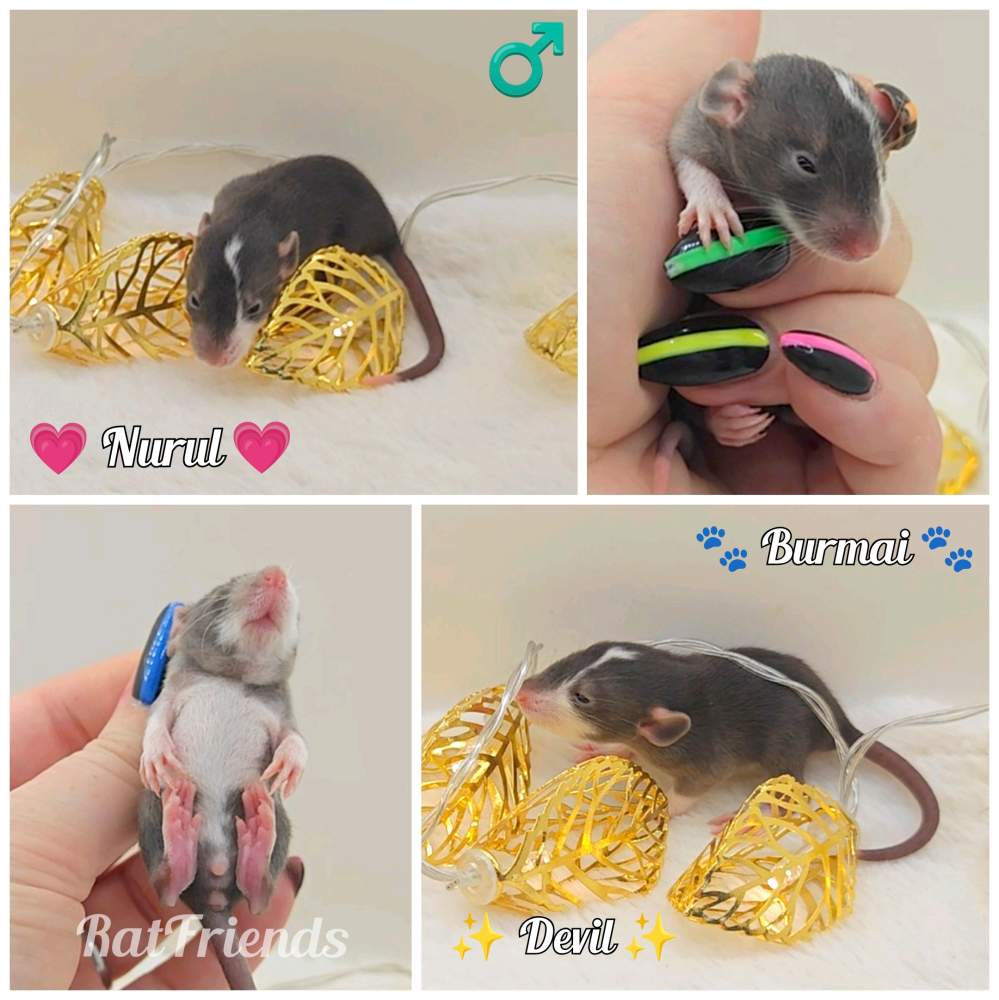 Fancy rat Owned by other Rattus norvegicus 