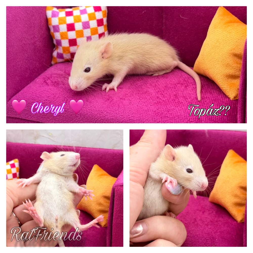 Fancy rat Breeder Rattus norvegicus 