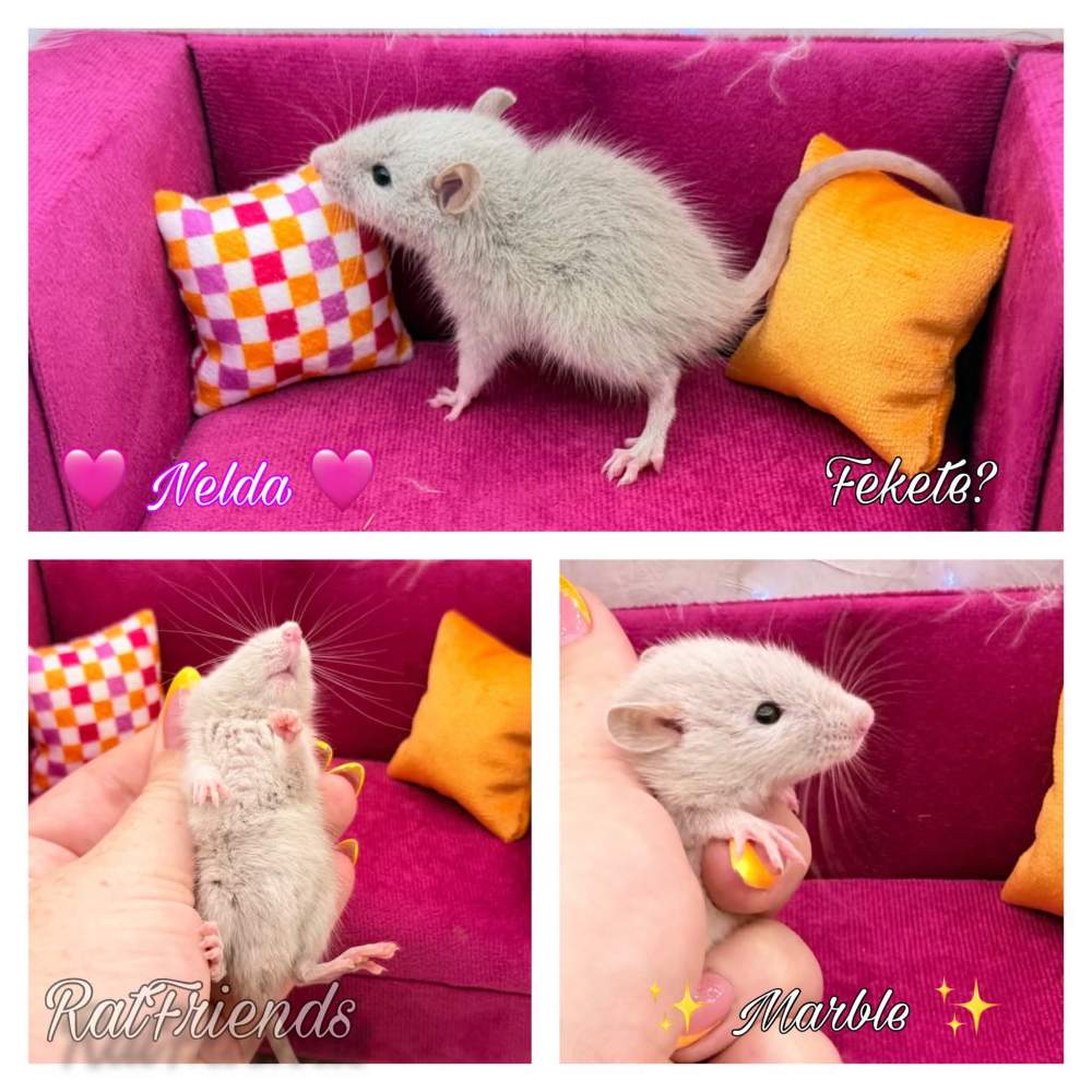 Fancy rat Available for rehoming Rattus norvegicus 