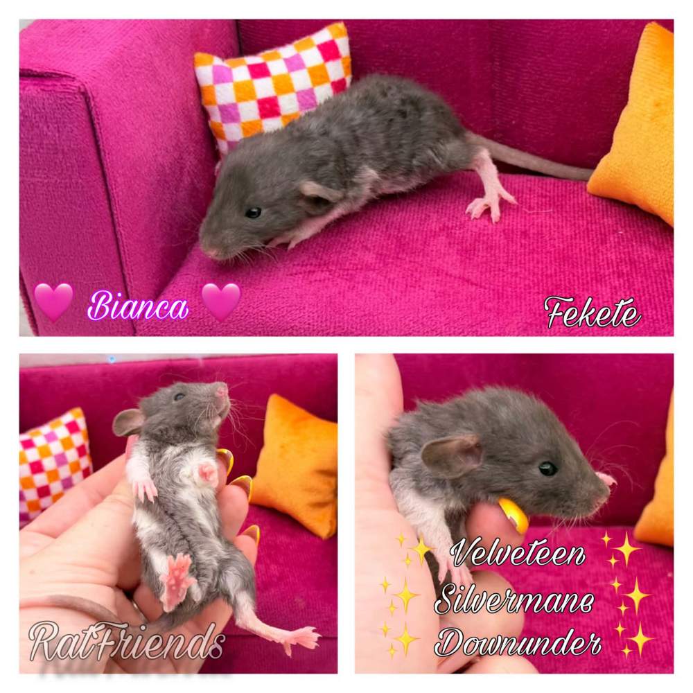 Fancy rat Available for rehoming Rattus norvegicus 