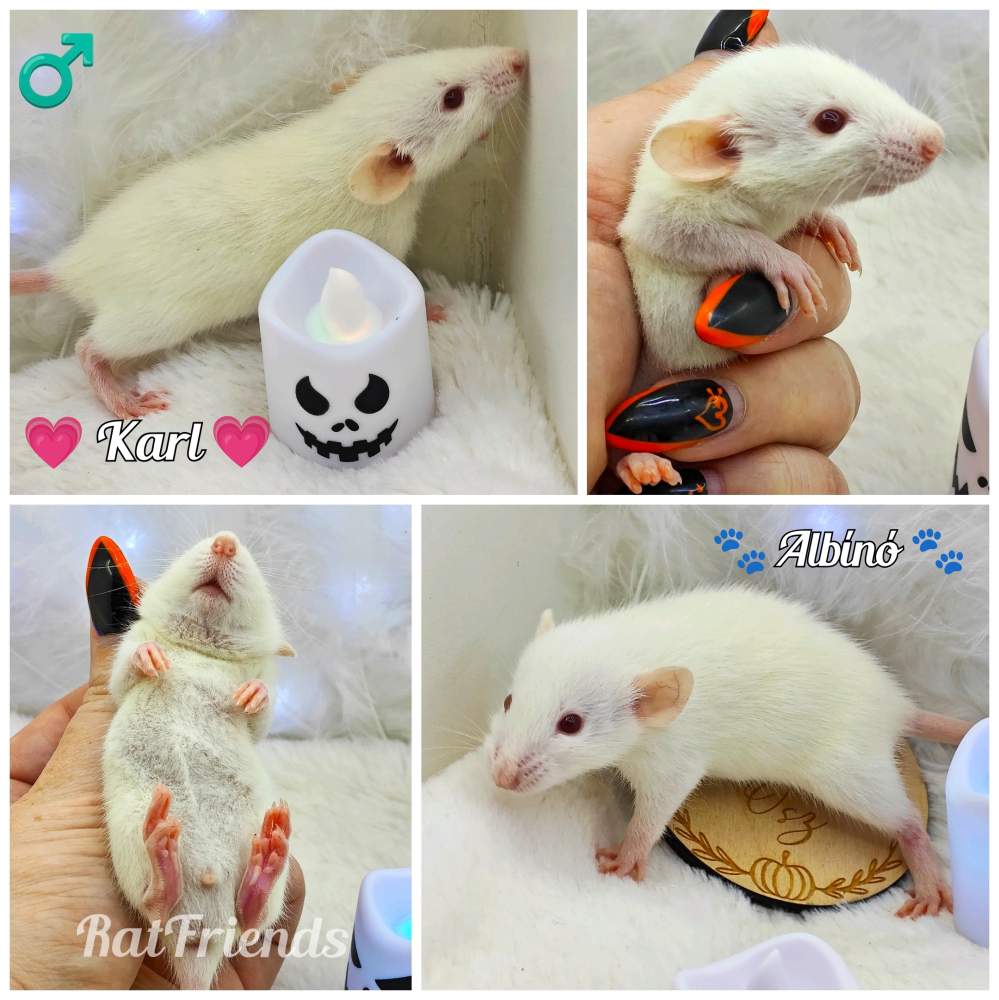 Fancy rat Owned by other Rattus norvegicus 