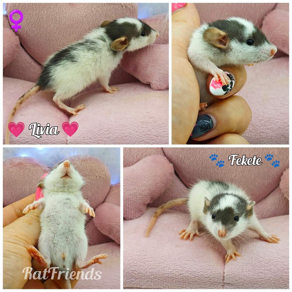 Fancy rat Breeder Rattus norvegicus 