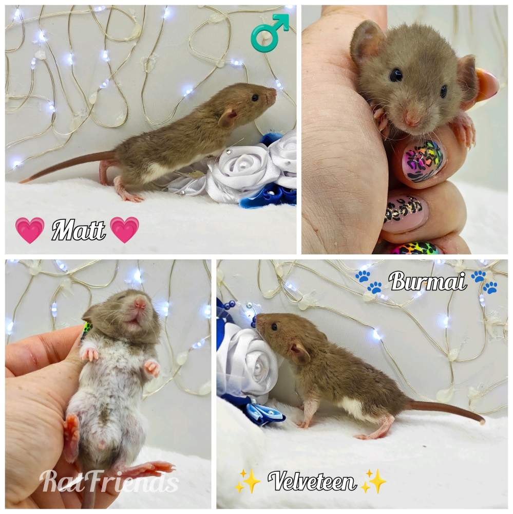 Fancy rat Owned by other Rattus norvegicus 