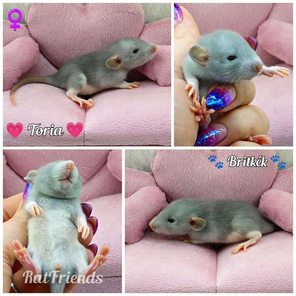Fancy rat Owned by other Rattus norvegicus 