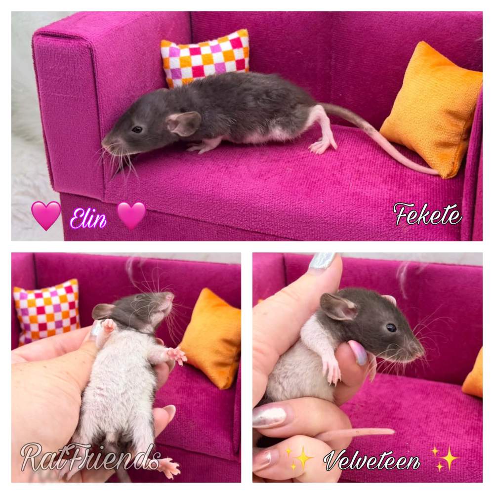 Fancy rat Available for rehoming Rattus norvegicus 