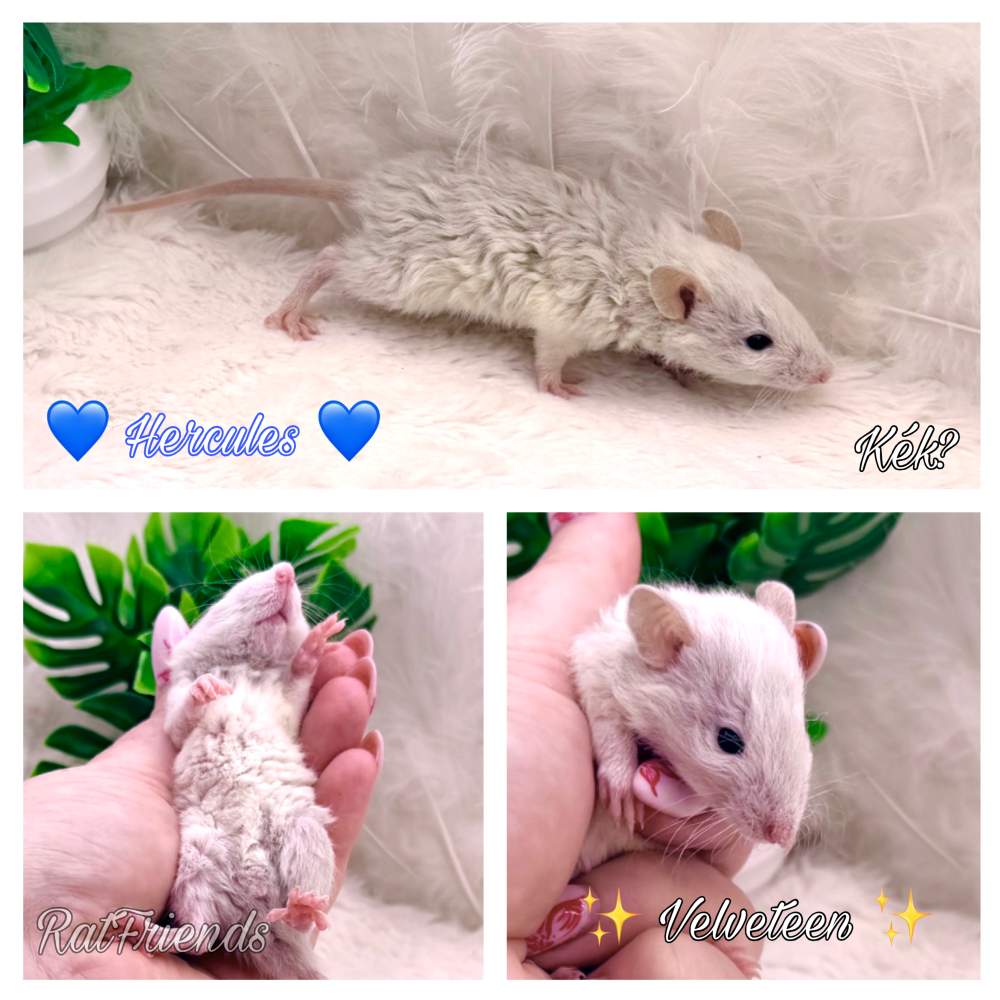 Fancy rat Breeder Rattus norvegicus 