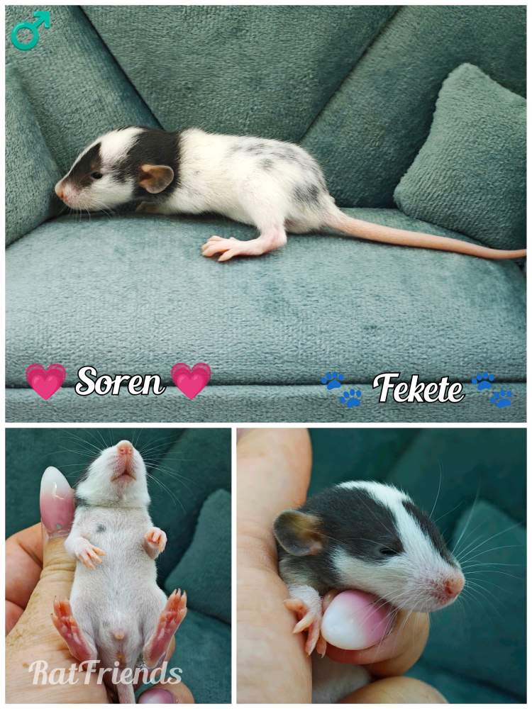 Fancy rat Available for rehoming Rattus norvegicus 