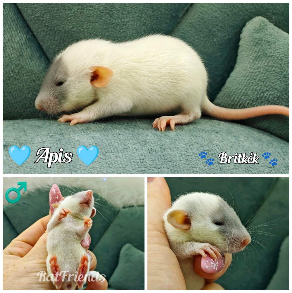 Fancy rat Available for rehoming Rattus norvegicus 