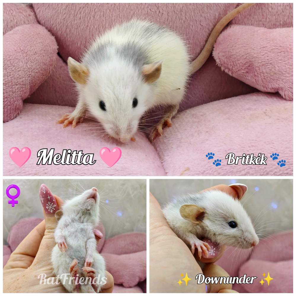Fancy rat Available for rehoming Rattus norvegicus 