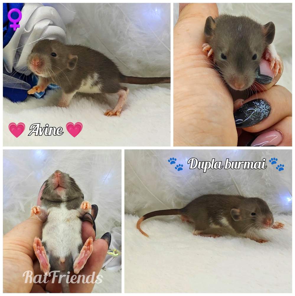 Fancy rat Breeder Rattus norvegicus 