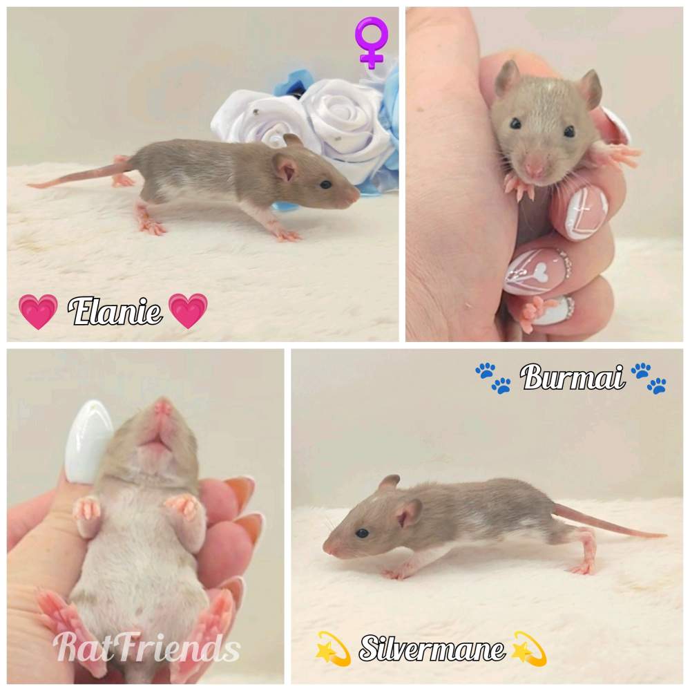 Fancy rat Owned by other Rattus norvegicus 