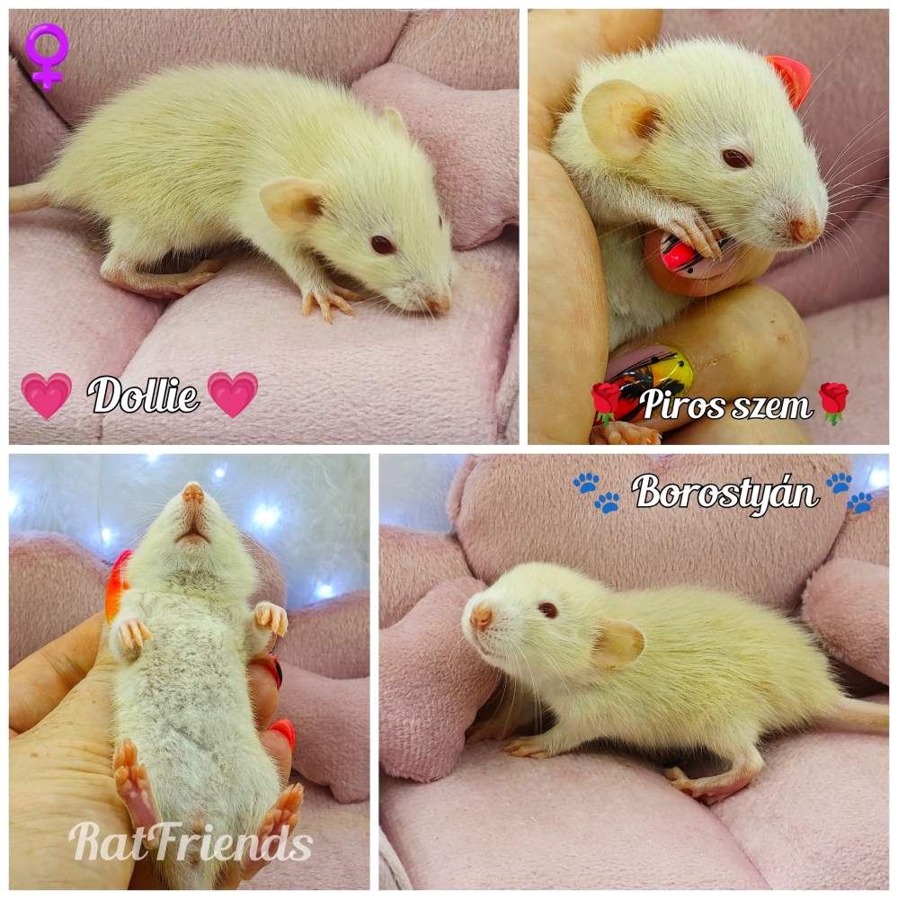 Fancy rat Available for rehoming Rattus norvegicus 