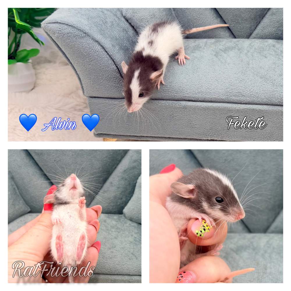 Fancy rat Breeder Rattus norvegicus 