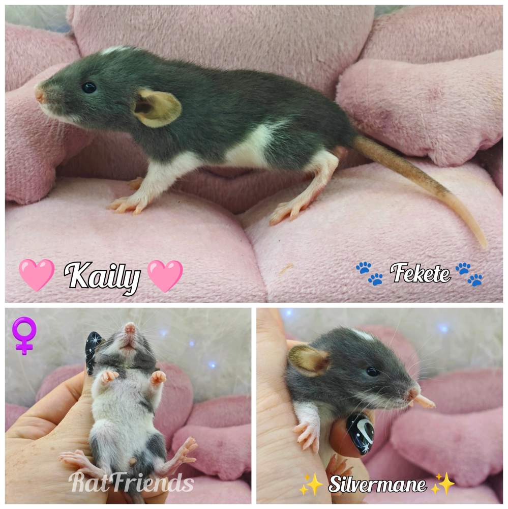 Fancy rat Available for rehoming Rattus norvegicus 