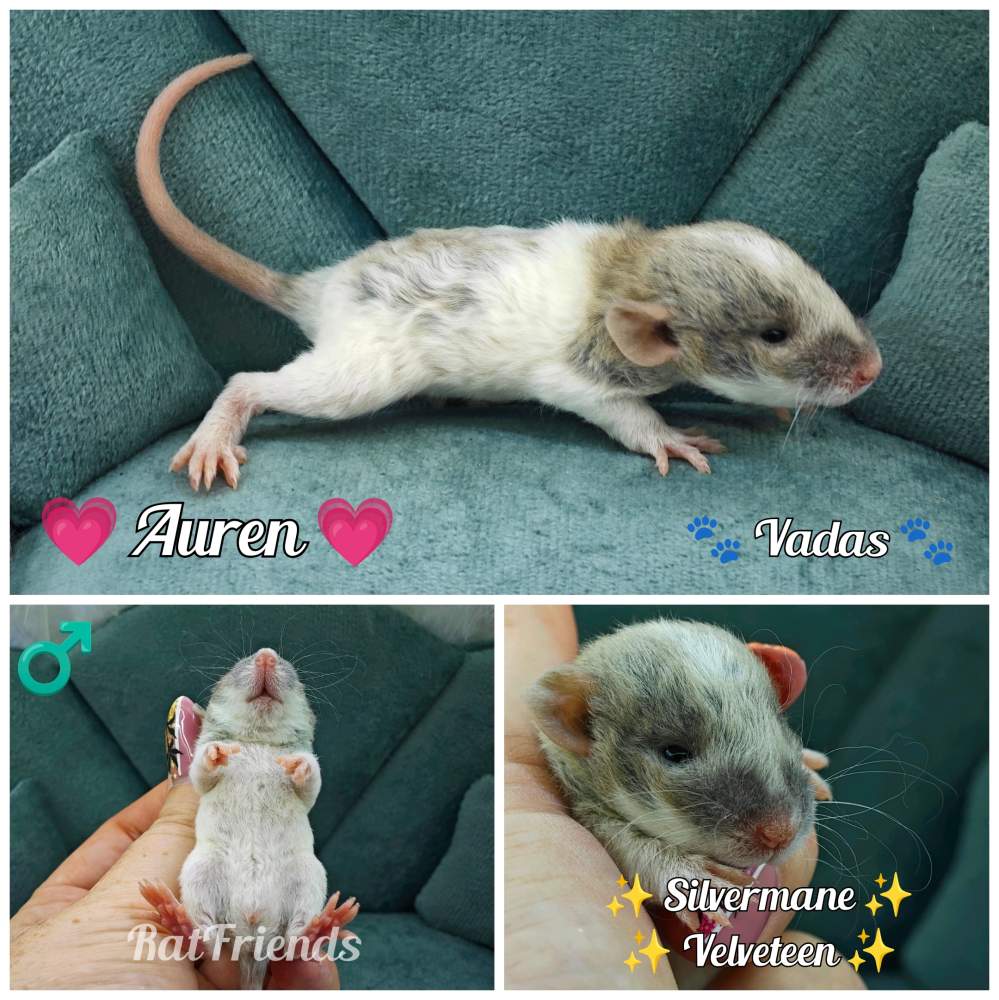 Fancy rat Breeder Rattus norvegicus 