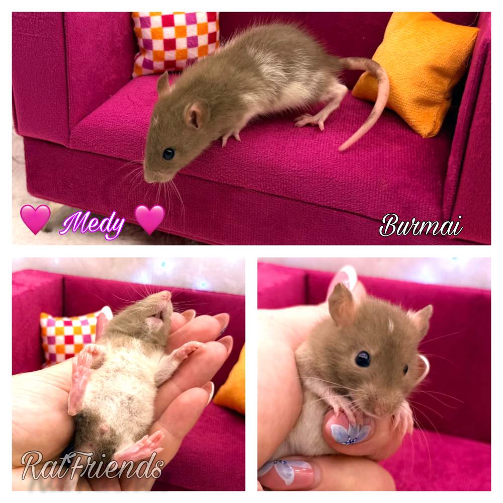 Fancy rat Available for rehoming Rattus norvegicus 