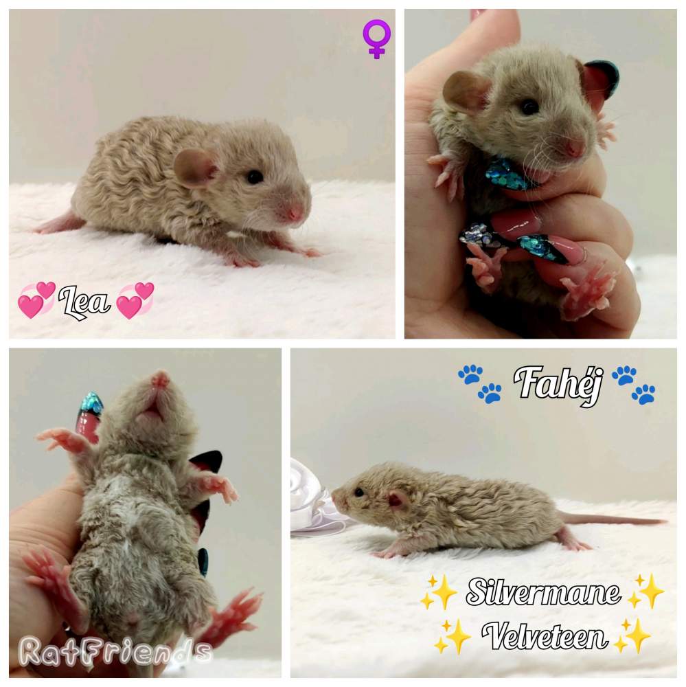 Fancy rat Breeder Rattus norvegicus 