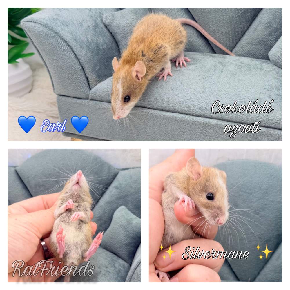 Fancy rat Available for rehoming Rattus norvegicus 